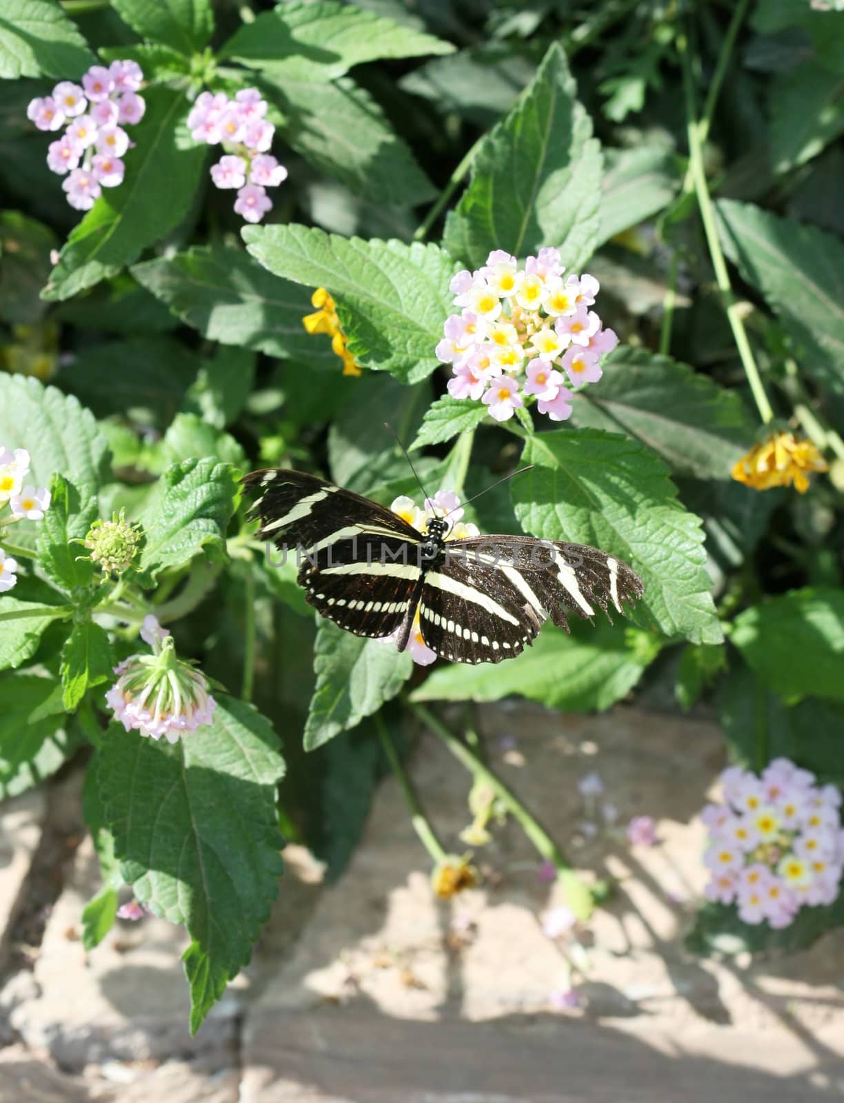 Zebra Longwing butterfly sitting on a leaf. ( Heliconius Charitonius)