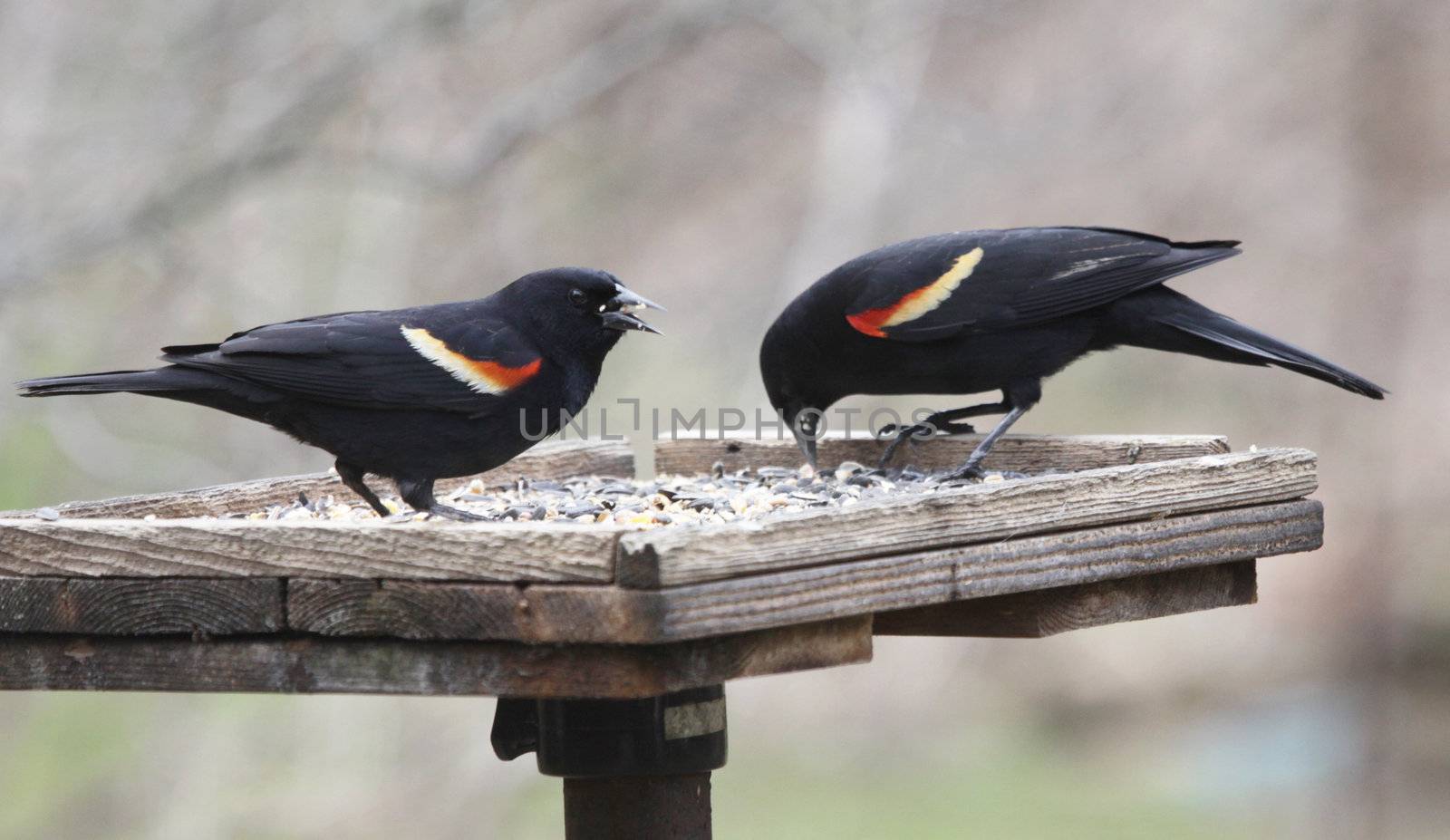 Two Red-winged Blackbirds
 by ca2hill