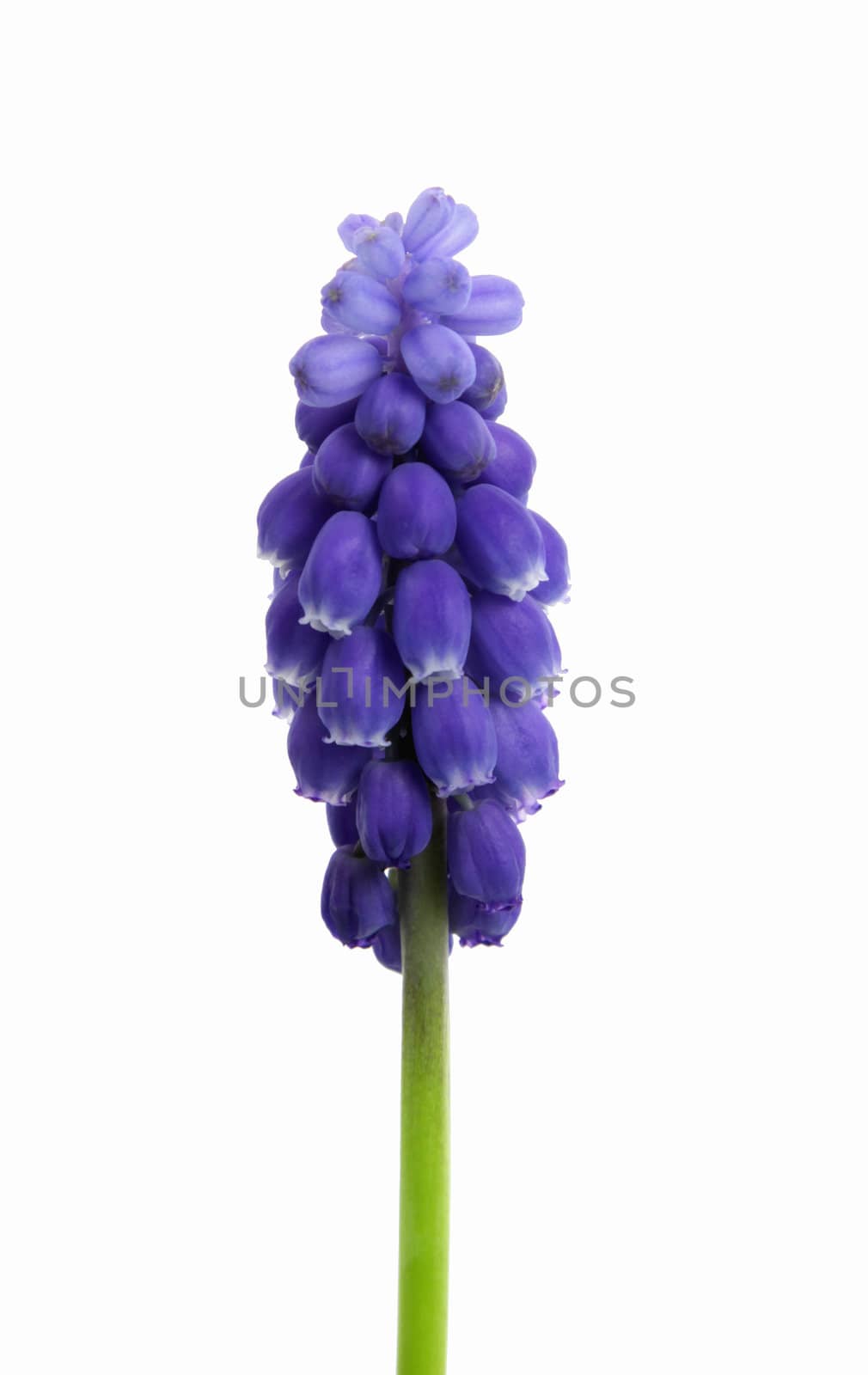 An isolated Grape Hyacinth (Muscari) flower, shot against white.