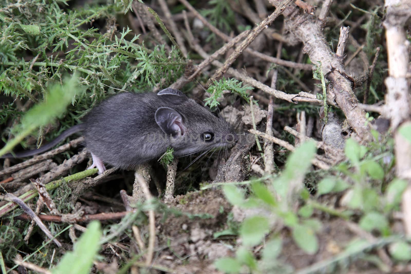 A mouse foraging on the ground.