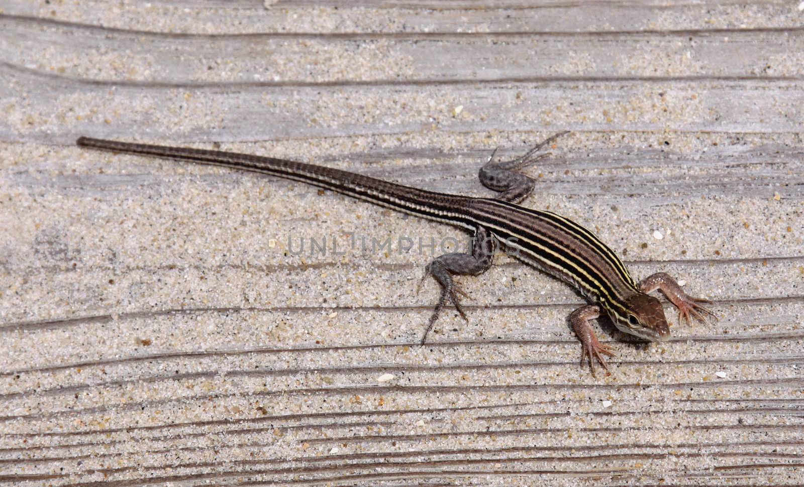 Six-lined Racerunner
 by ca2hill