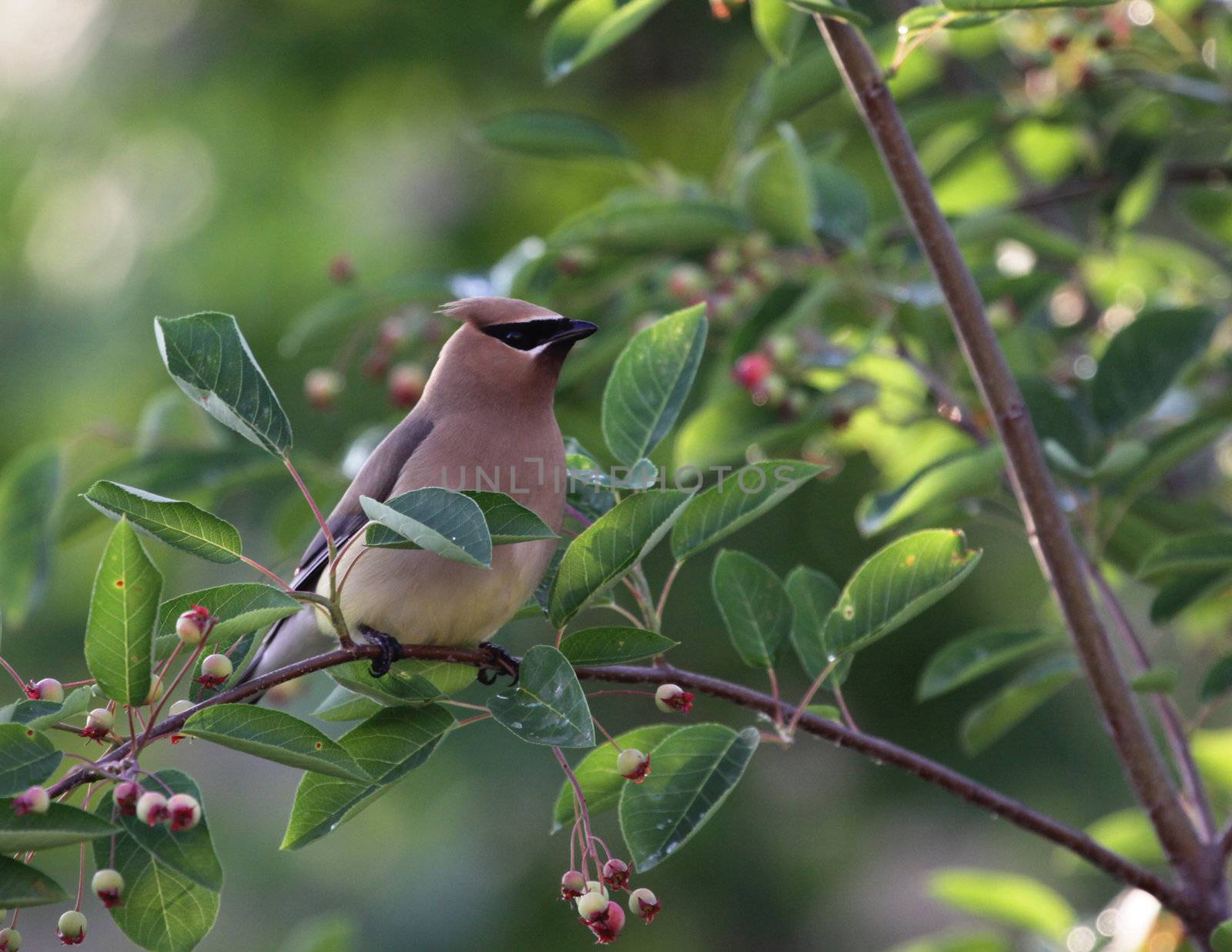 Cedar Waxwing Perched
 by ca2hill