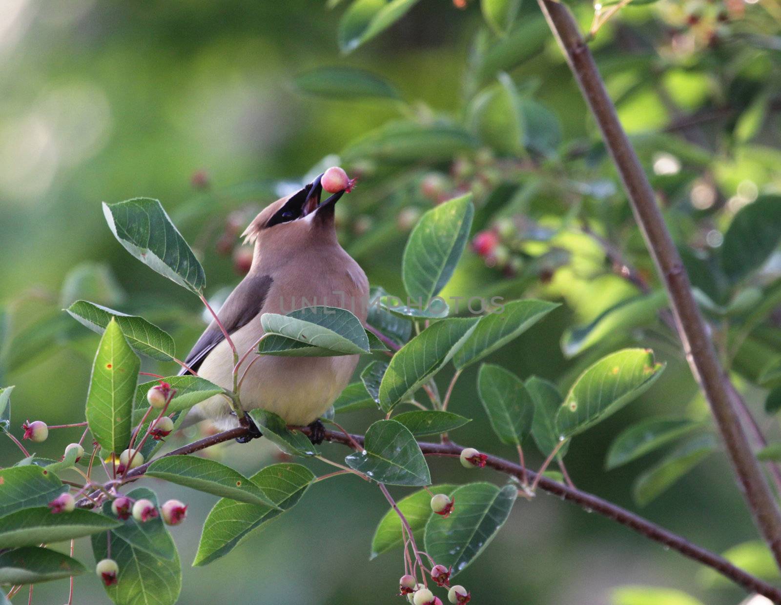 Eating Cedar Waxwing
 by ca2hill