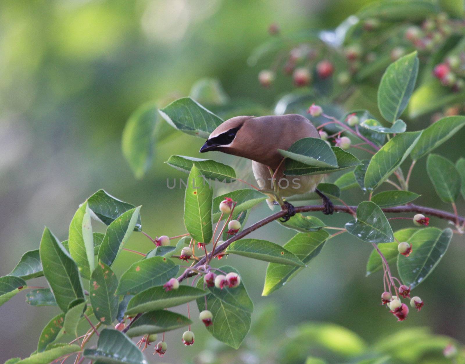 A Cedar Waxwing (Bombycilla cedrorum), perched in a serviceberry tree.
