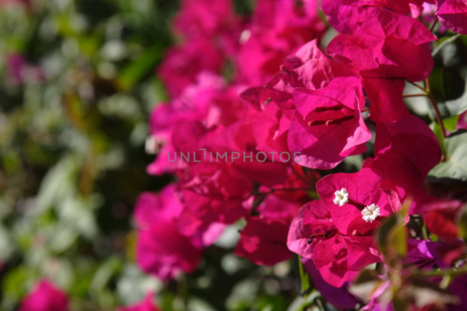 A bunch of pink bougainvillea flowers.