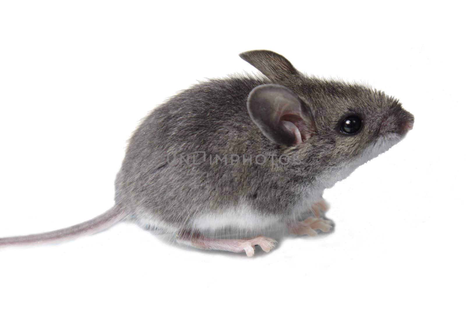 A mouse (mus) isolated against a white background.