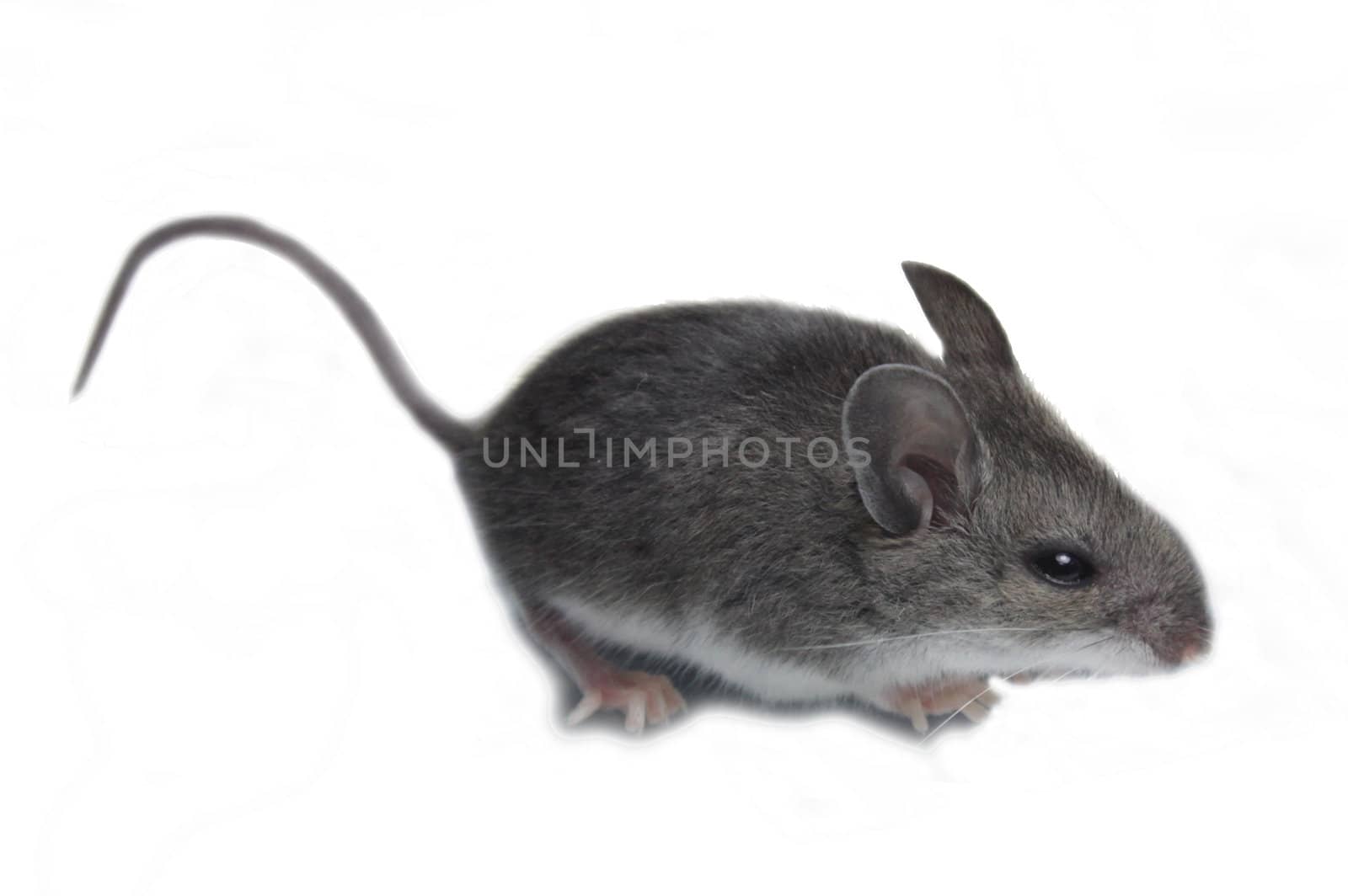 A mouse (mus) isolated against a white background.
