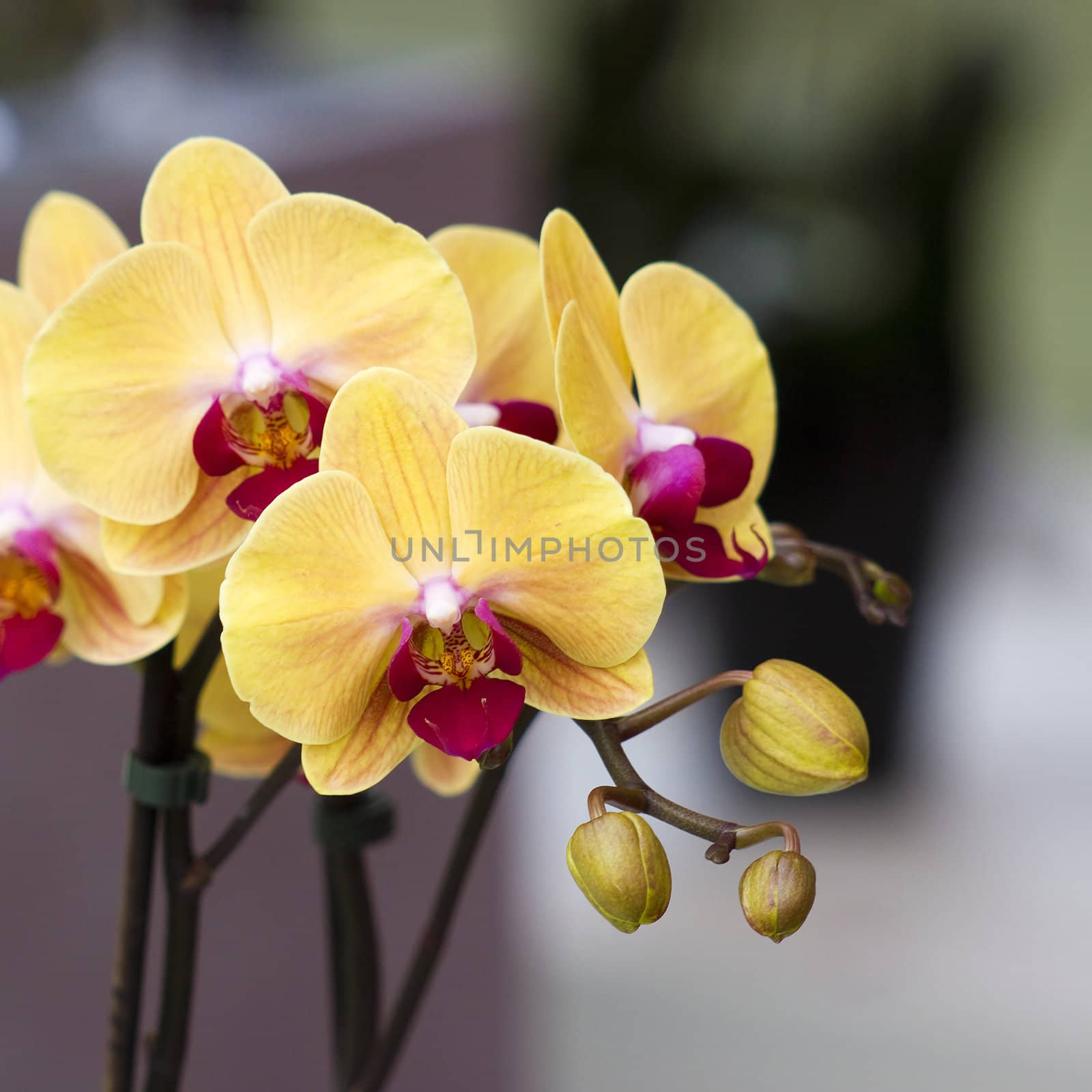 Beautiful yellow orchid  - phalaenopsis