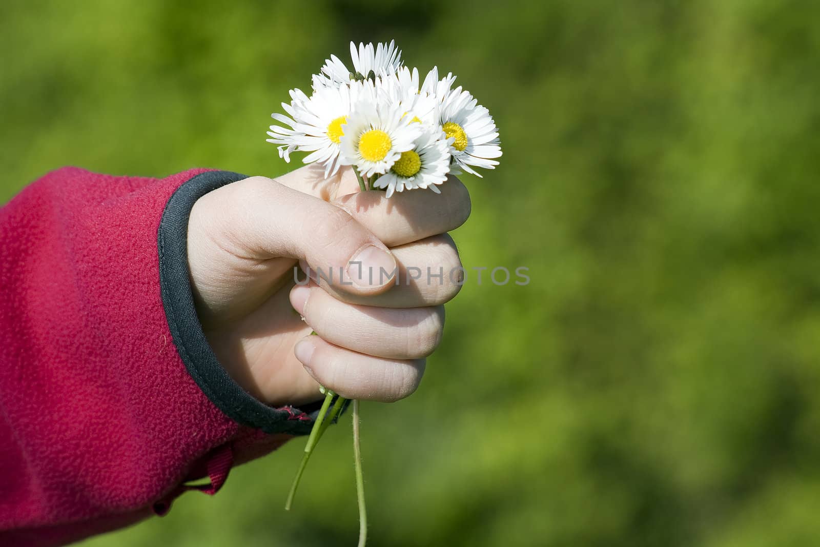 daisies - a gift for the mother