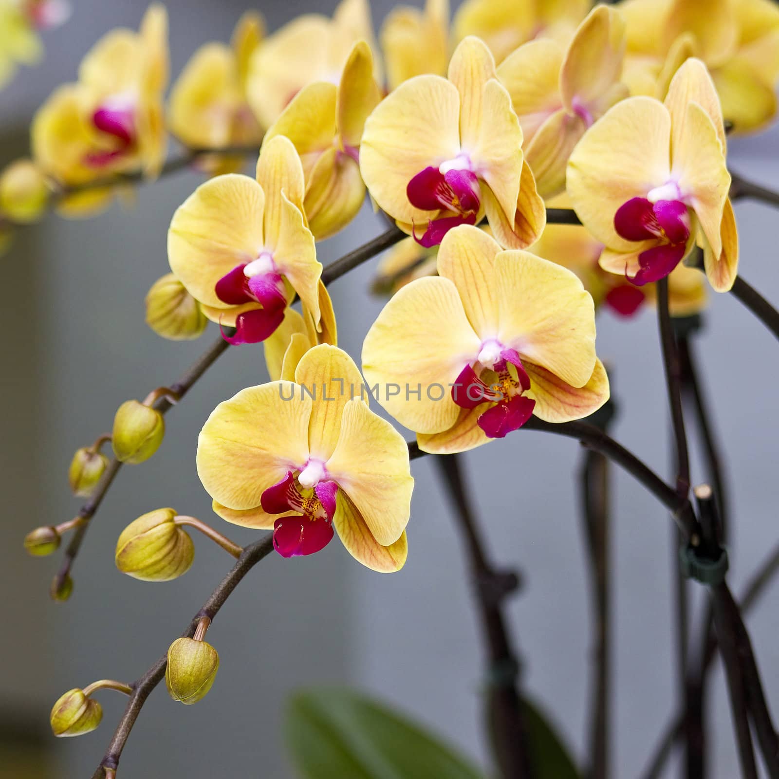 Beautiful yellow orchid  - phalaenopsis by miradrozdowski