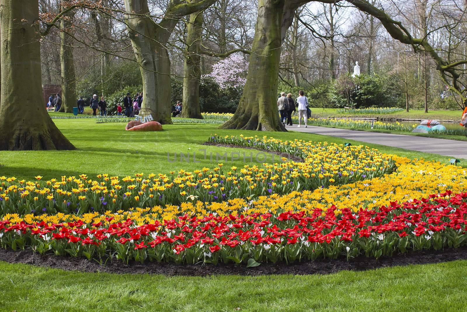 Colorful spring flowers in the park 