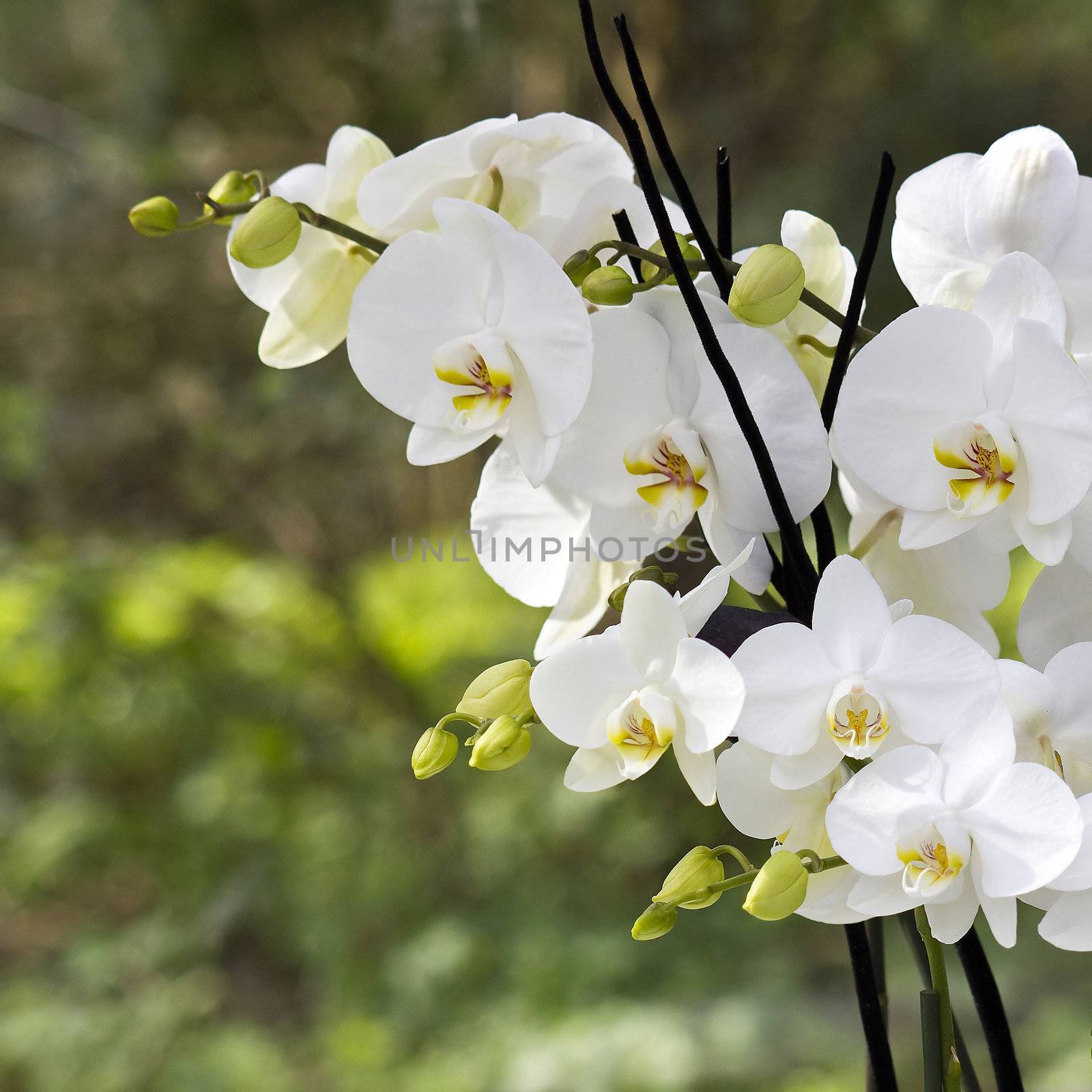 White orchid flowers - phalaenopsis by miradrozdowski