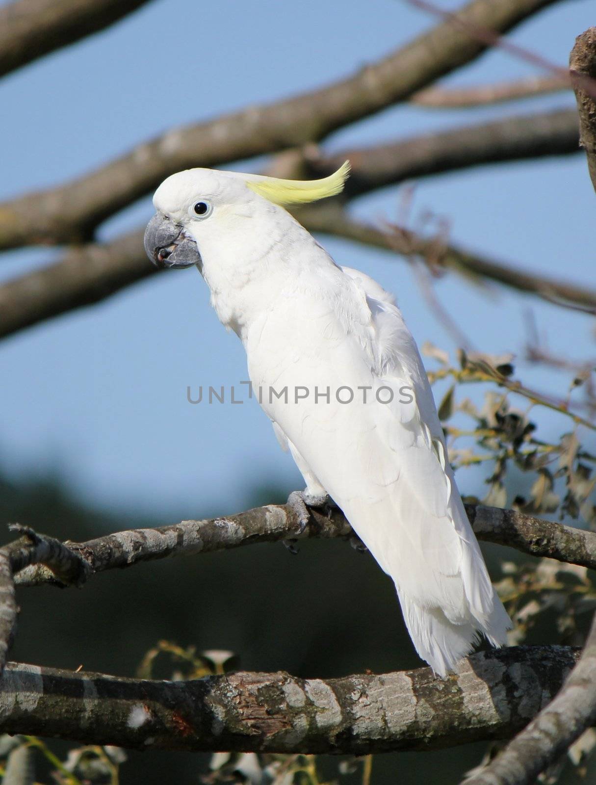 Lesser sulphur crested cockatoo standing on the branch of a tree by beautiful weather