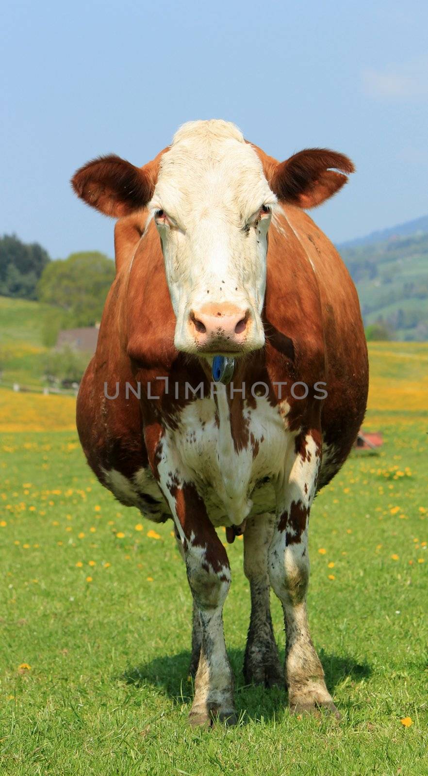 Portrait of a brown and white standing in front of the photographer