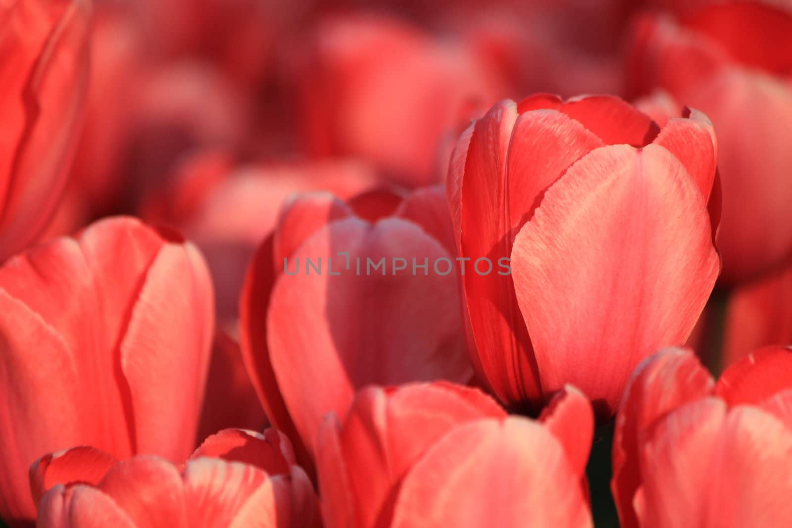 Close up of red tulips petals in a bunch
