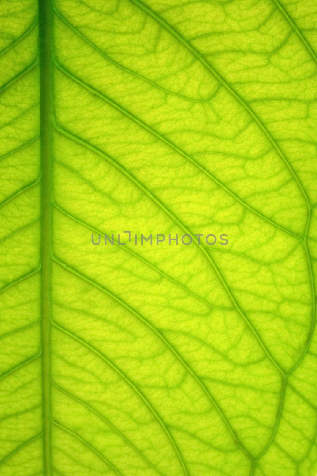 A green leaf background with lines