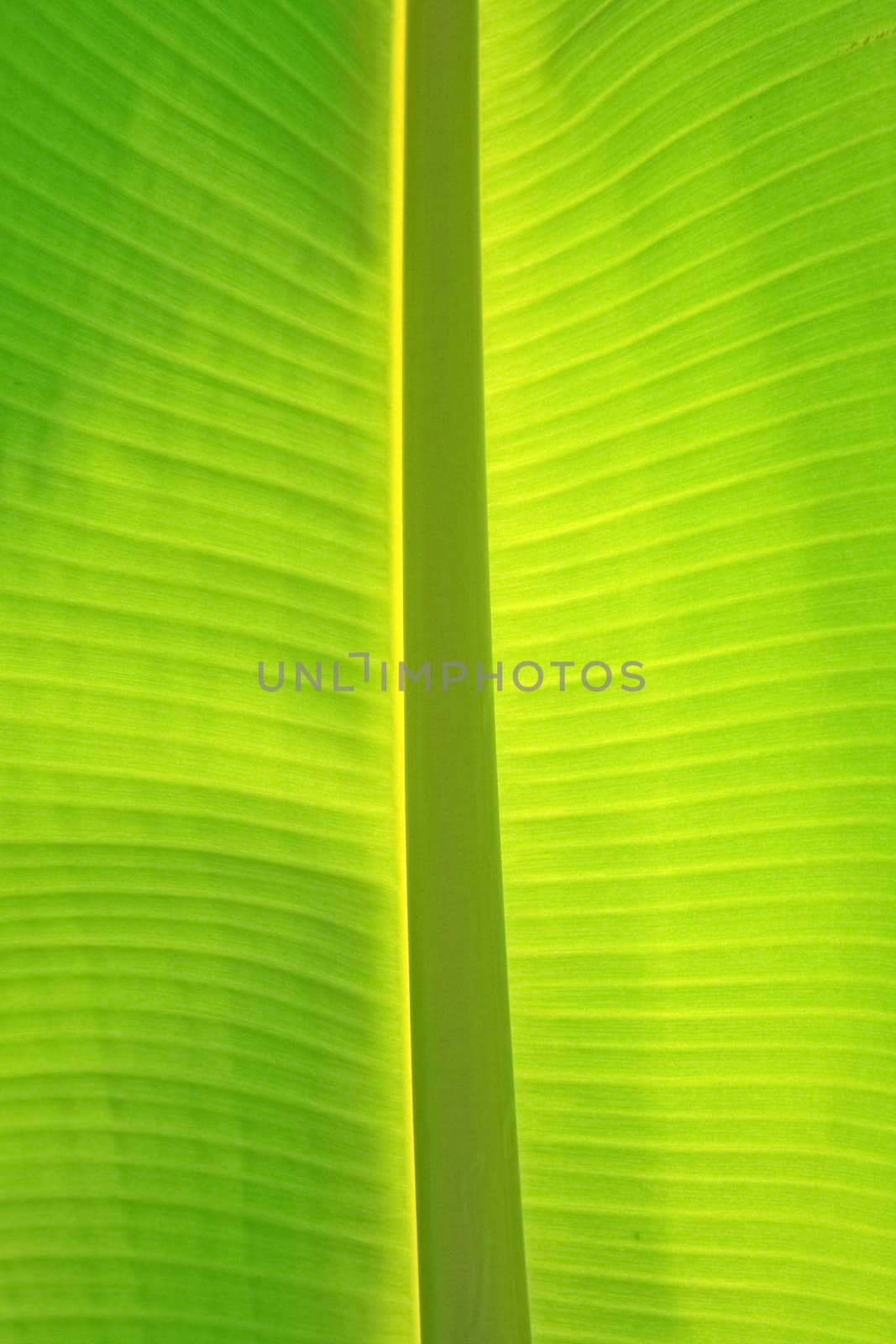 Banana leaf by liewluck