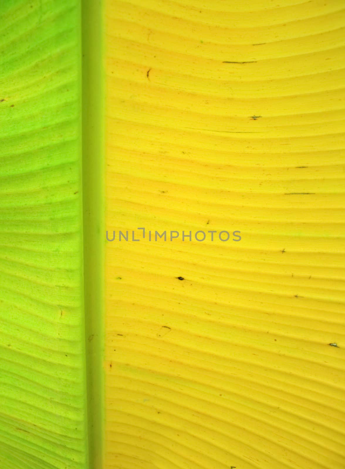 A banana leaf background with lines