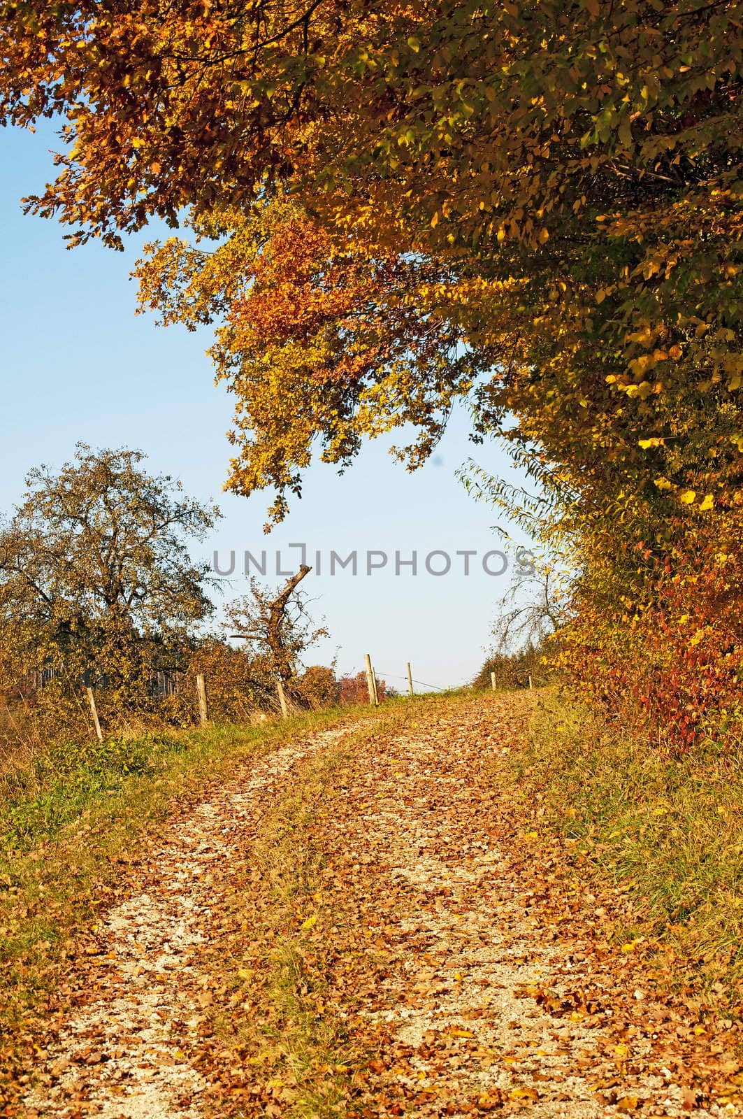 autumnal painted forest with way by Jochen