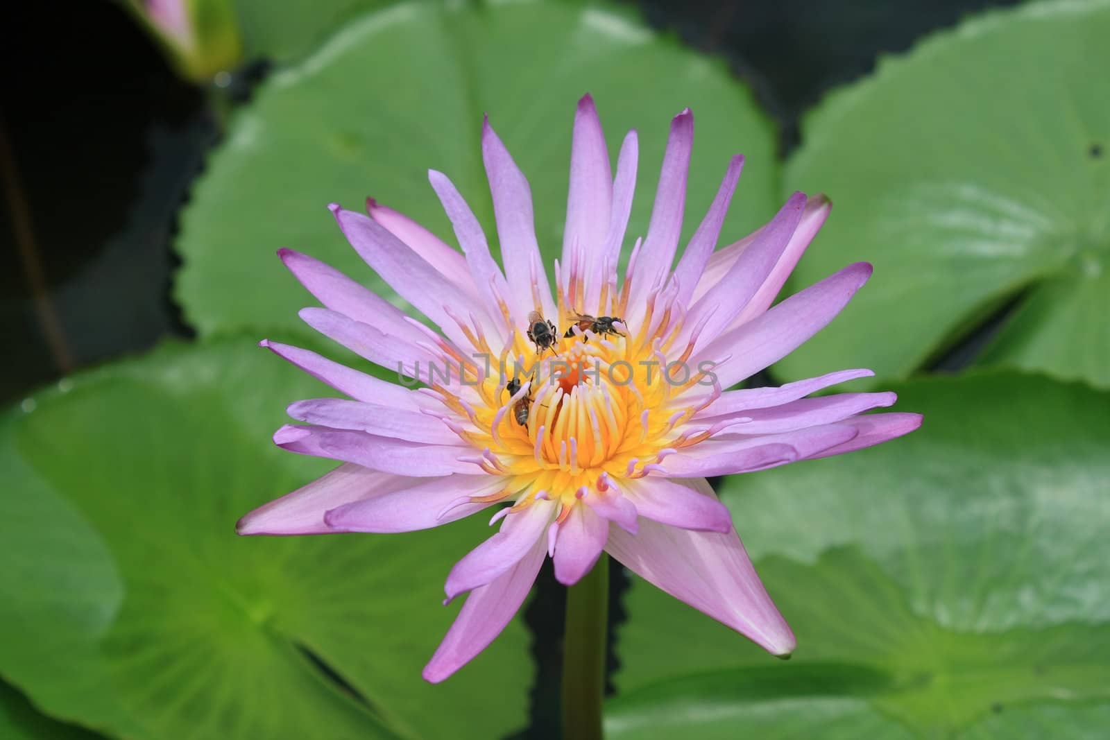 one purple lotus with yellow