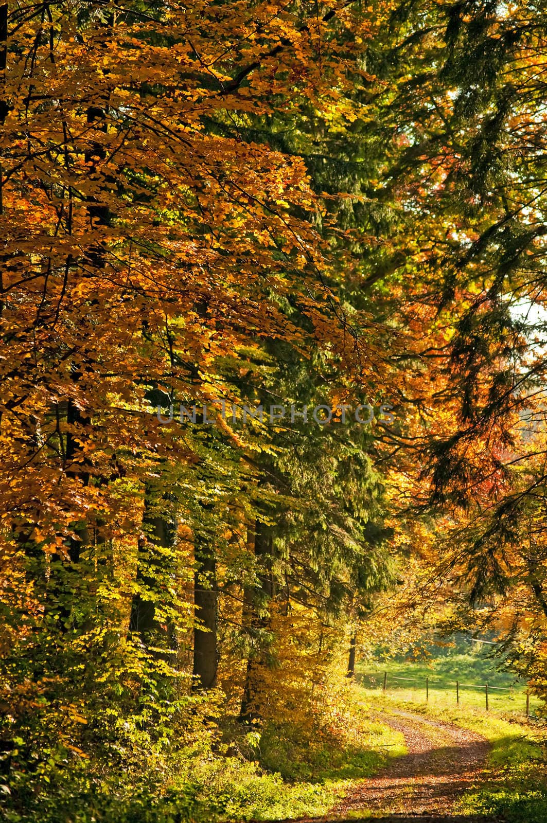 autumnal painted forest with way