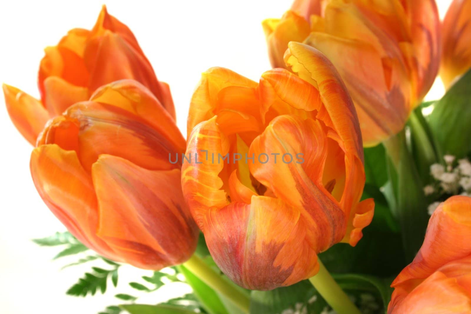 colorful tulips bouquet before a white background