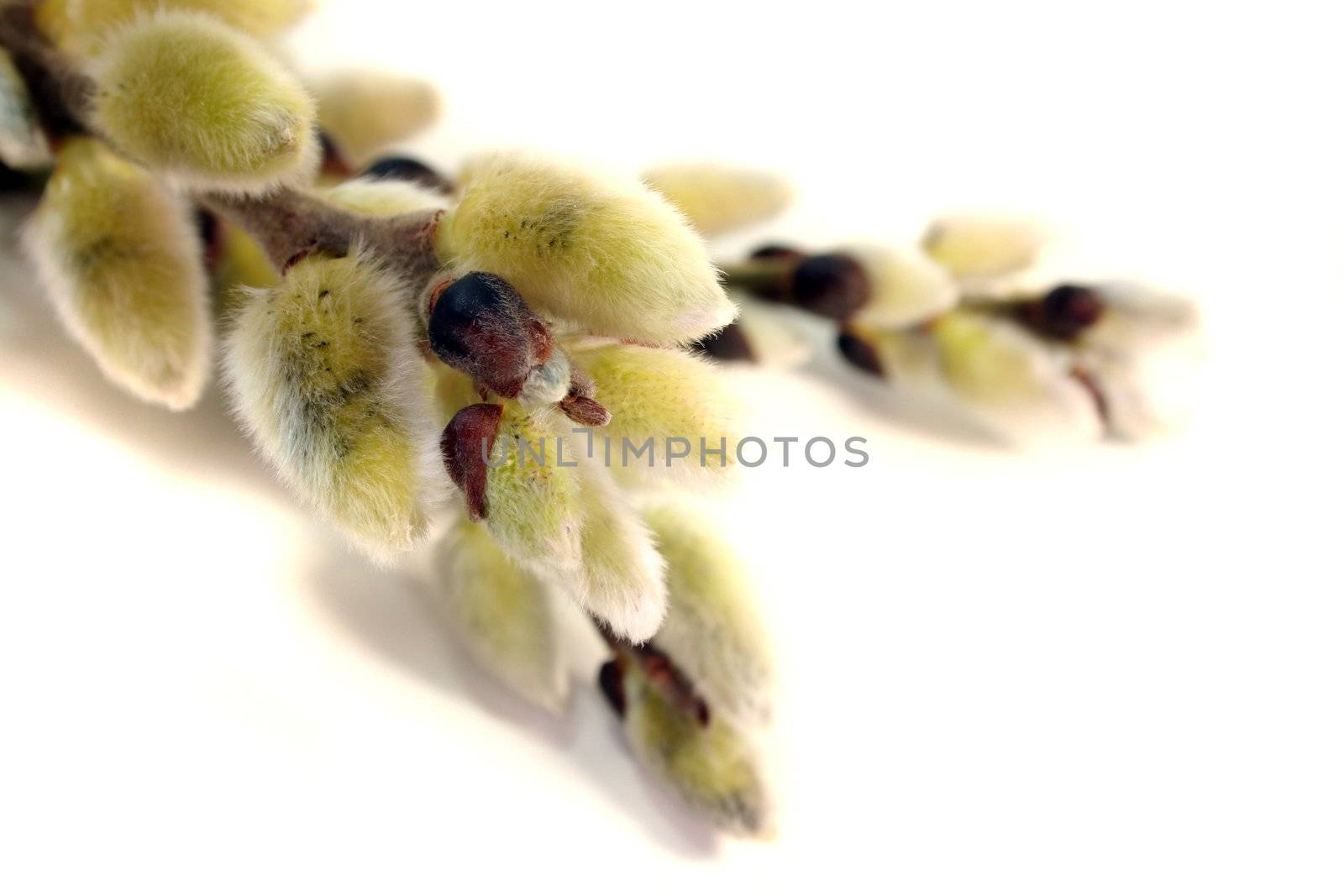 pussy willow, Signs of spring with delicate buds on white background