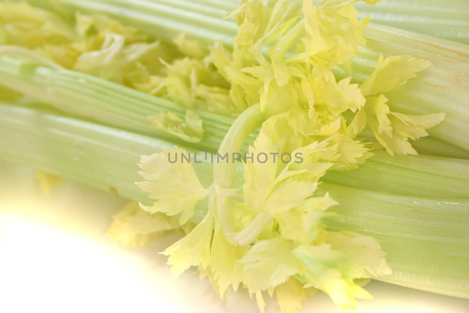 fresh, healthy celery on a white background