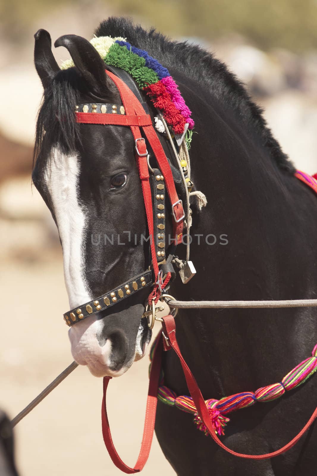 Head and shoulders of a Marwari stallion at the Nagaur livestock fair in Rajasthan, India