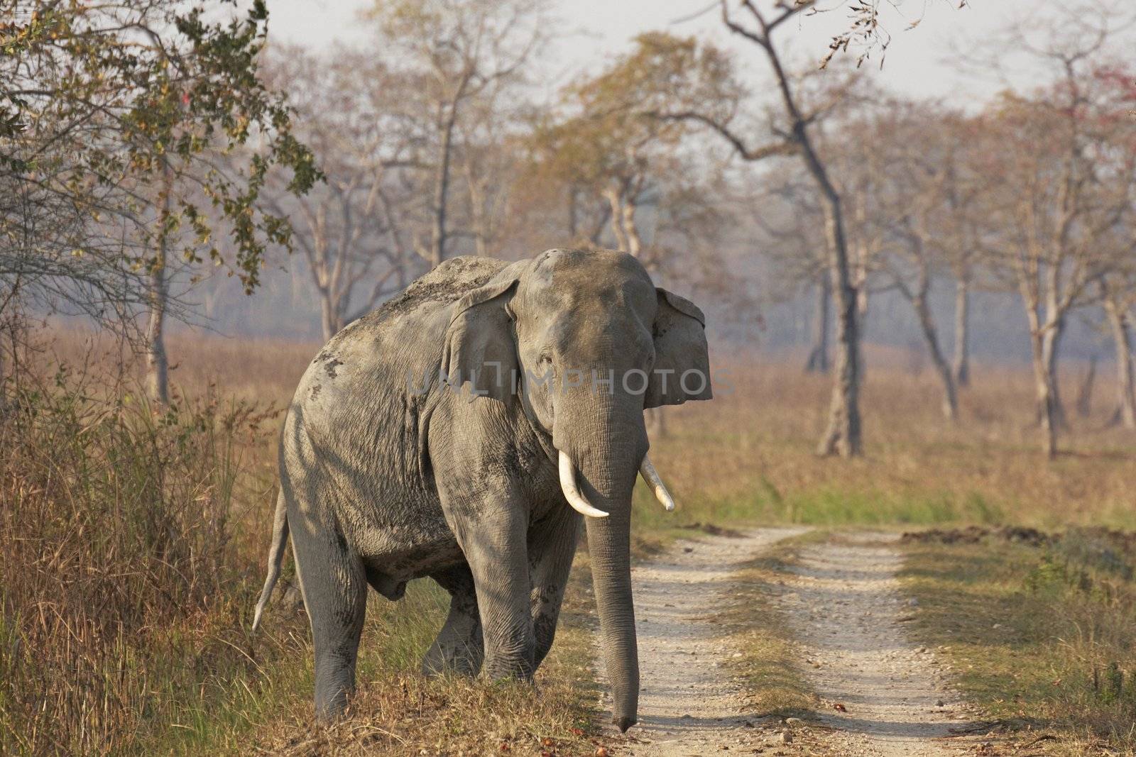 Male Asian Elephant emerging from the forest to cross a track in Kaziranga National Park, Asam, India