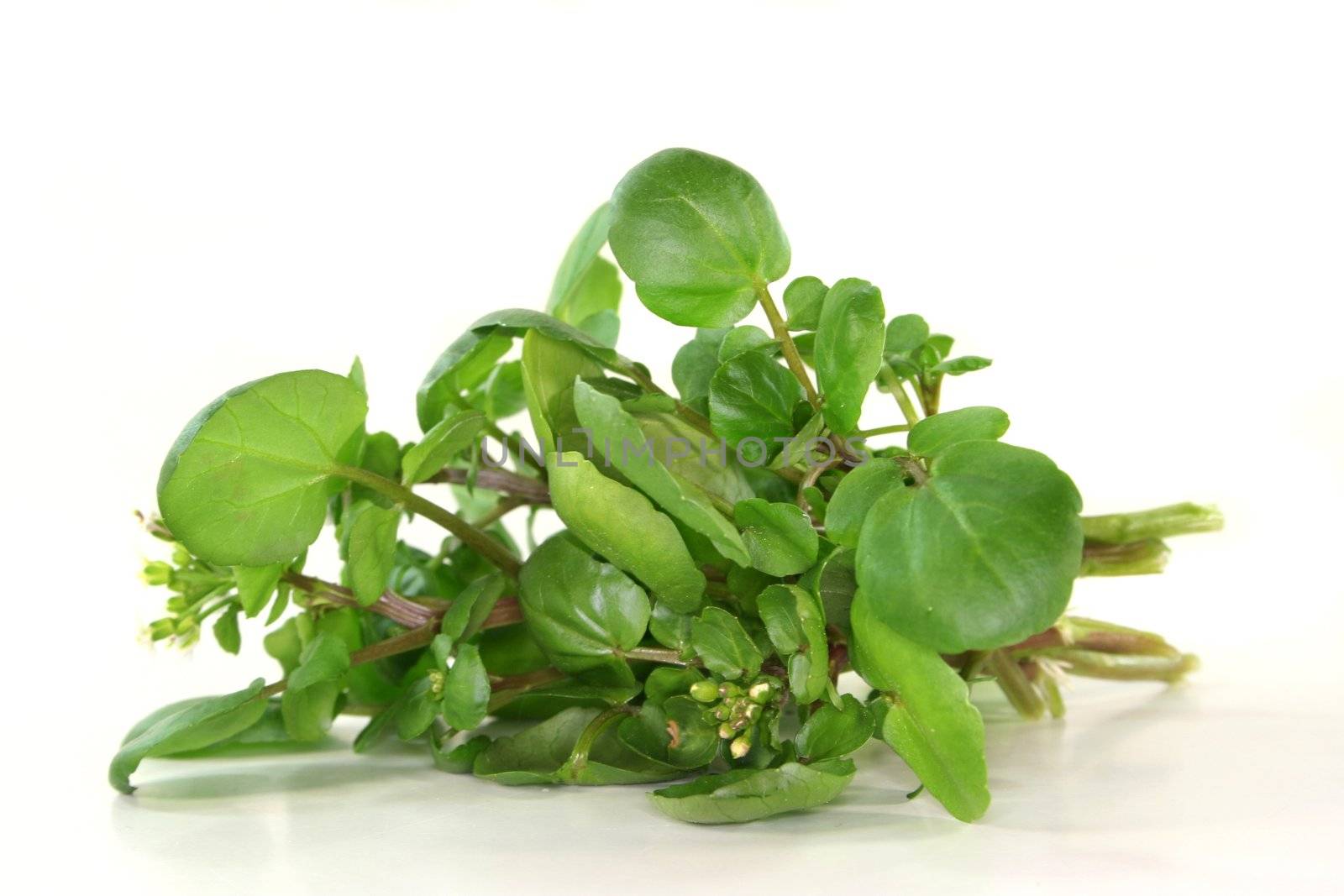 a bunch of watercress on white background
