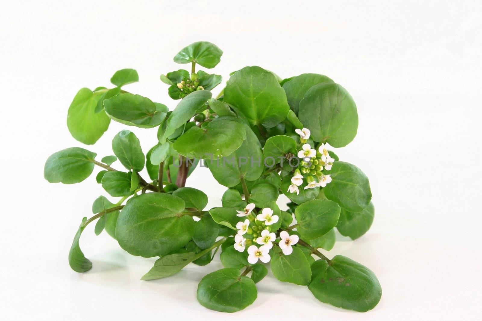 a bunch of watercress on white background