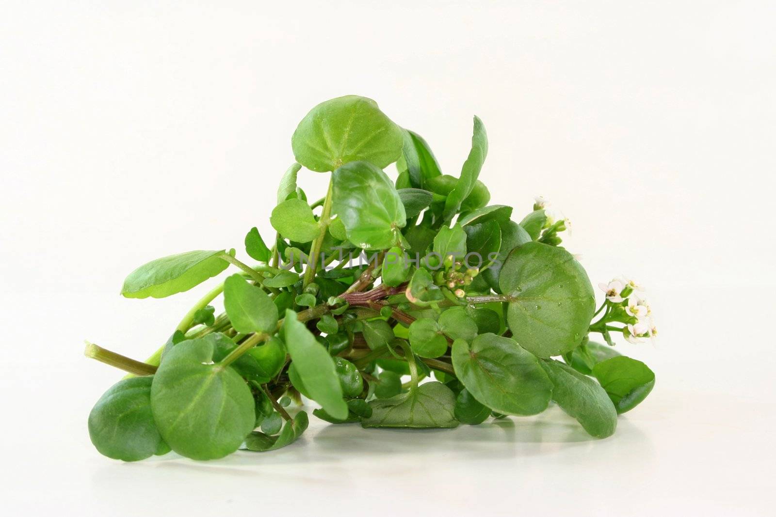 a bunch of watercress on white background