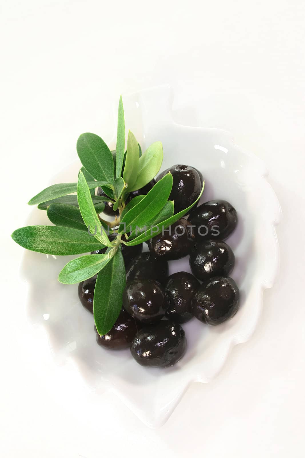 Olives and olive branch on a white background