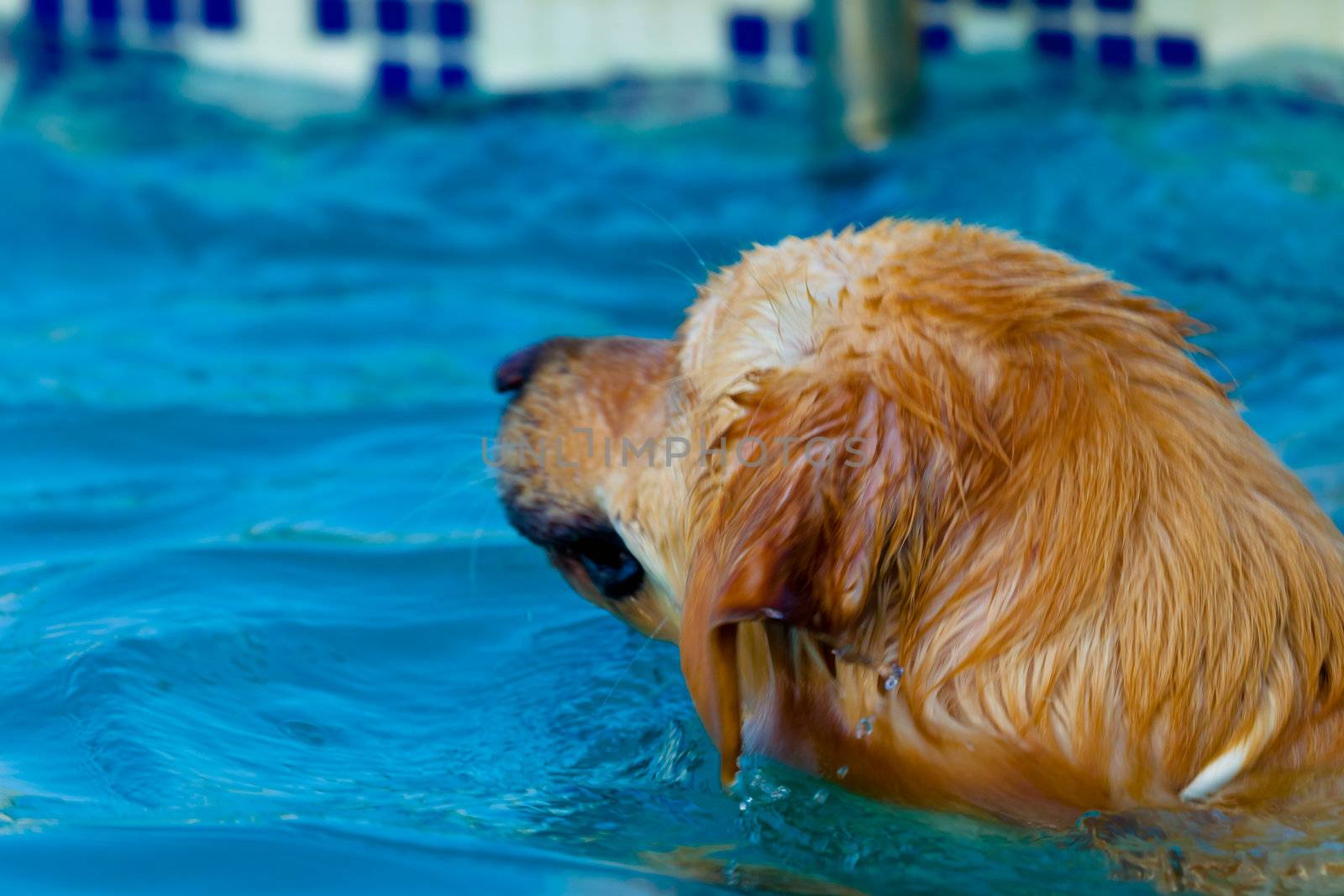 Nice specimen of dog of the race Golden Retriever swimming on a  swimming pool