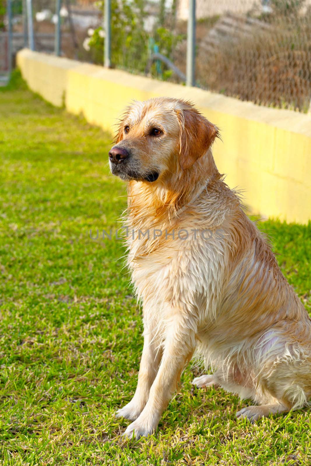 Nice specimen of dog of the race Golden Retriever