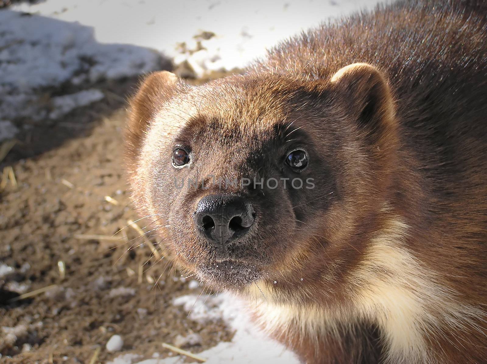 Close-up of a wolverine looking at camera white out in the sun on a winter day, great details of the oily fur reflecting light and water dropplets in the whiskers.