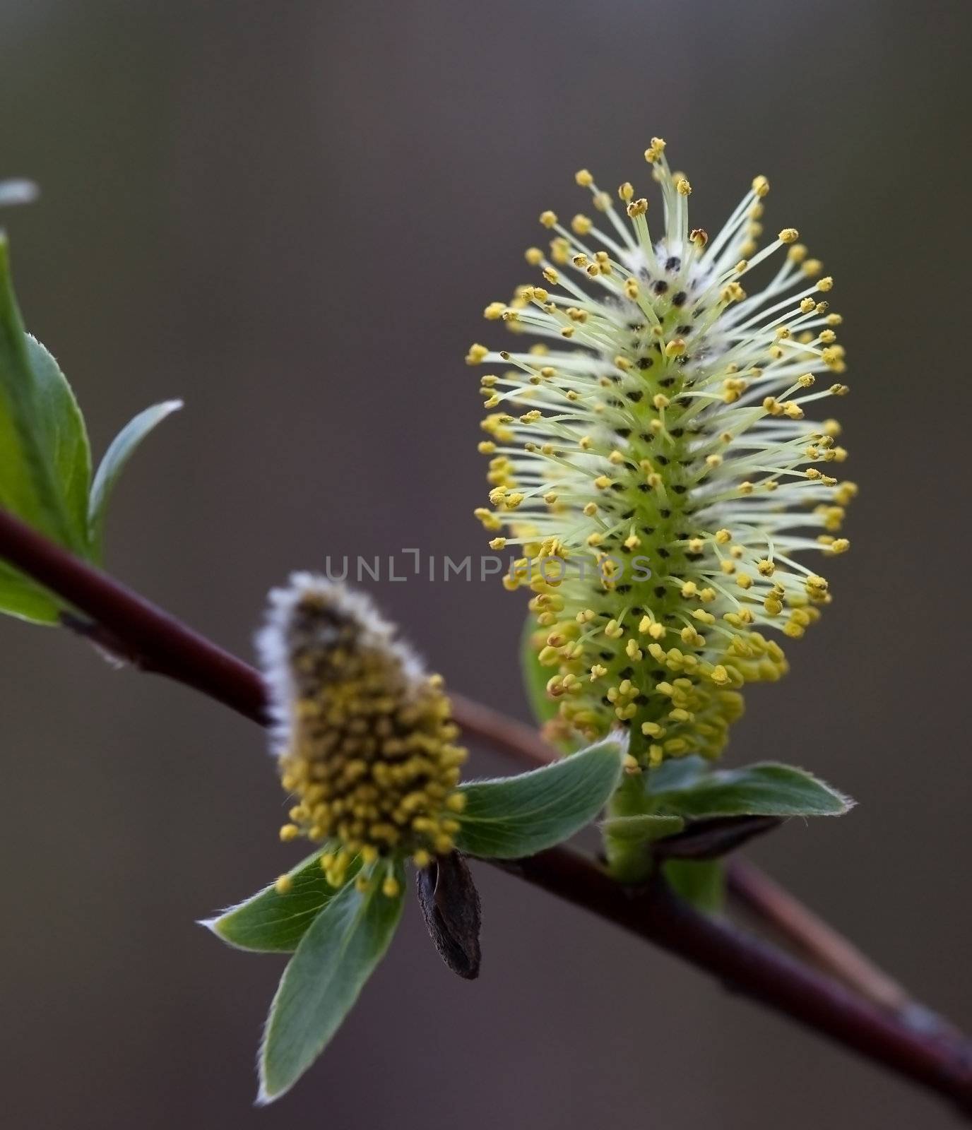Willow (Salix) branches in the flowering period. Shallow depth-of-field.