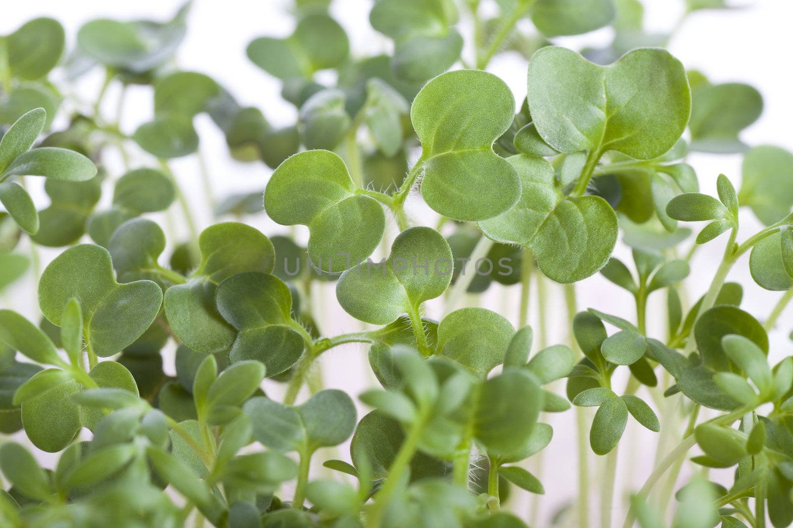 Fresh and healthy mustard and cress sprouts.