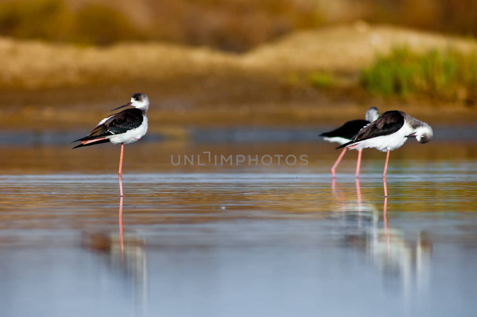 Three black-winged Stilt taking a break on the water