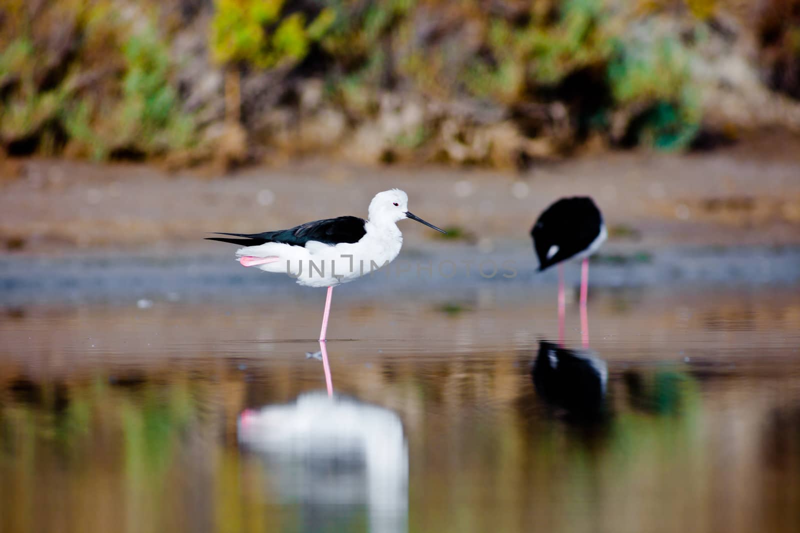 Two black-winged Stilt searching for some to eat