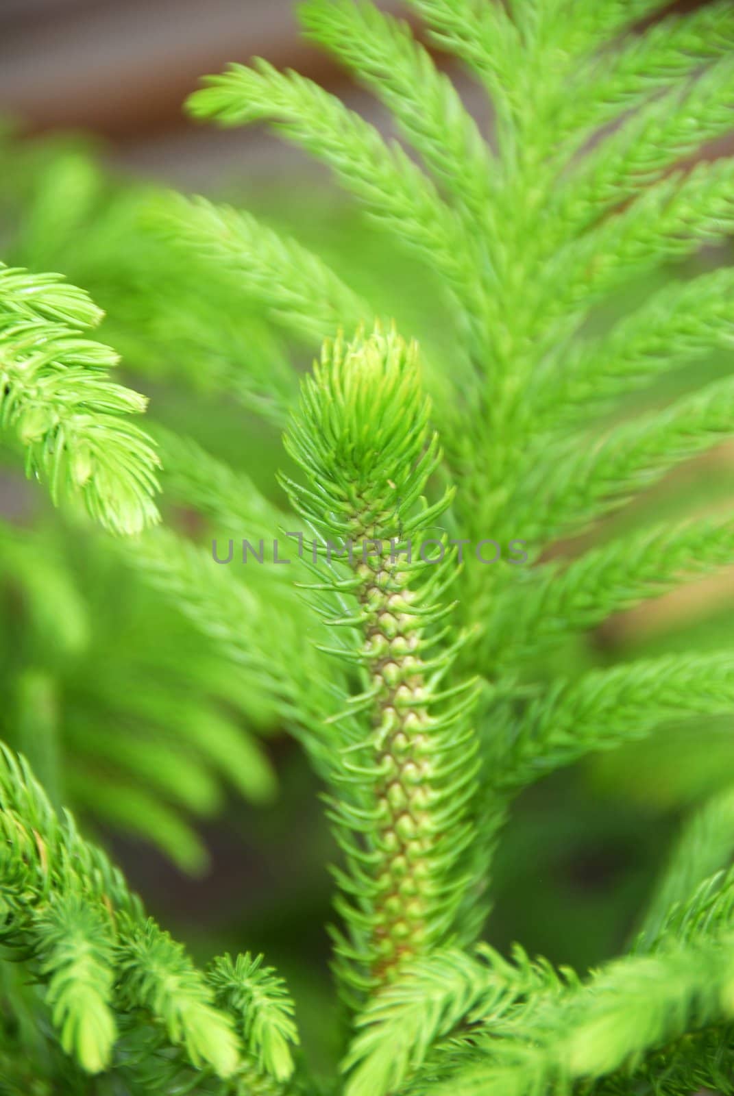 isolated closeup of Green pine plant Leaves