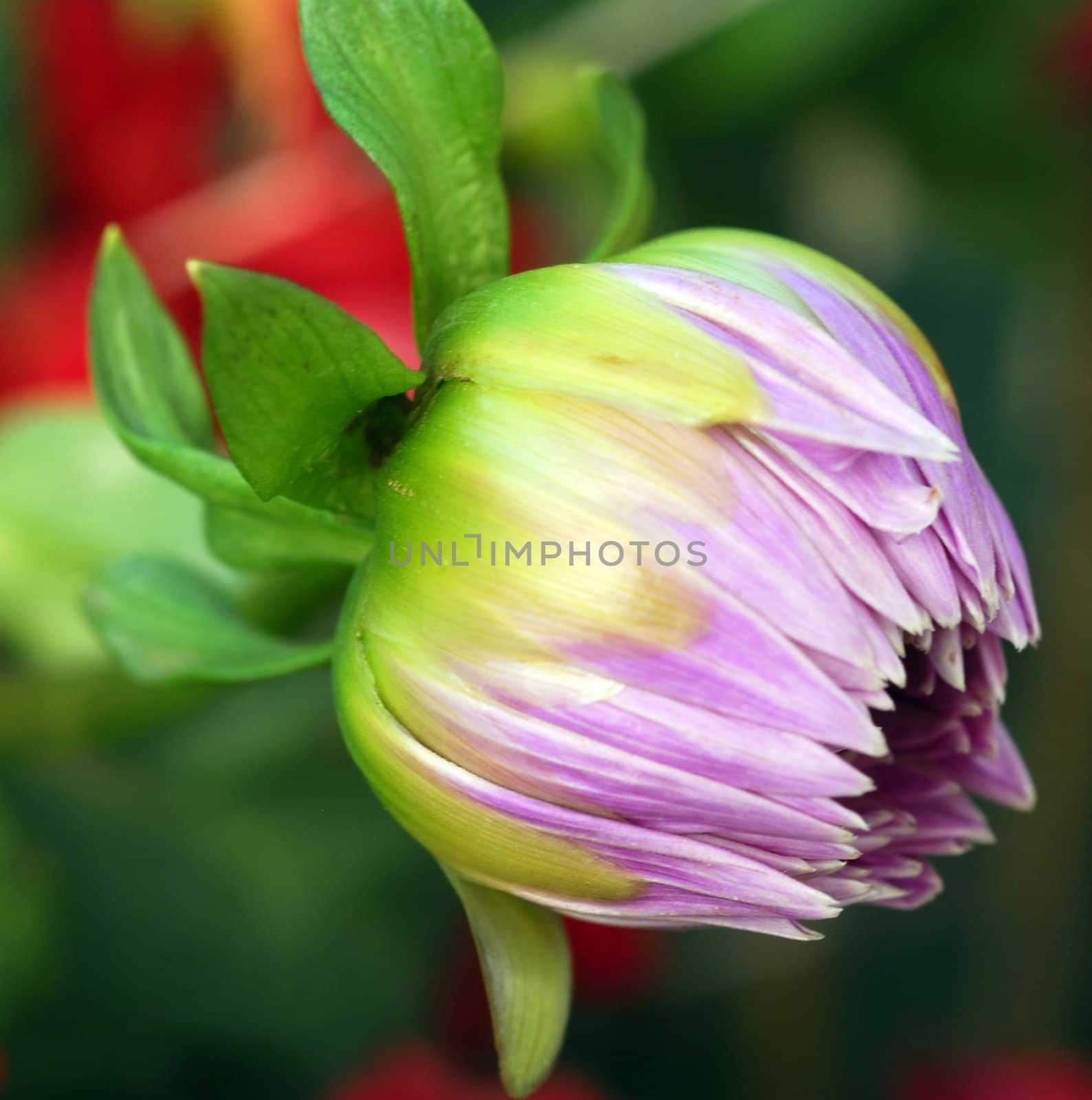 isolated closeup of a Purple Dahlia Flower bud