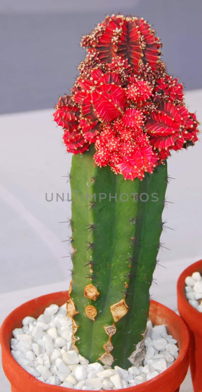 green Cactus plant grafted with red cactus