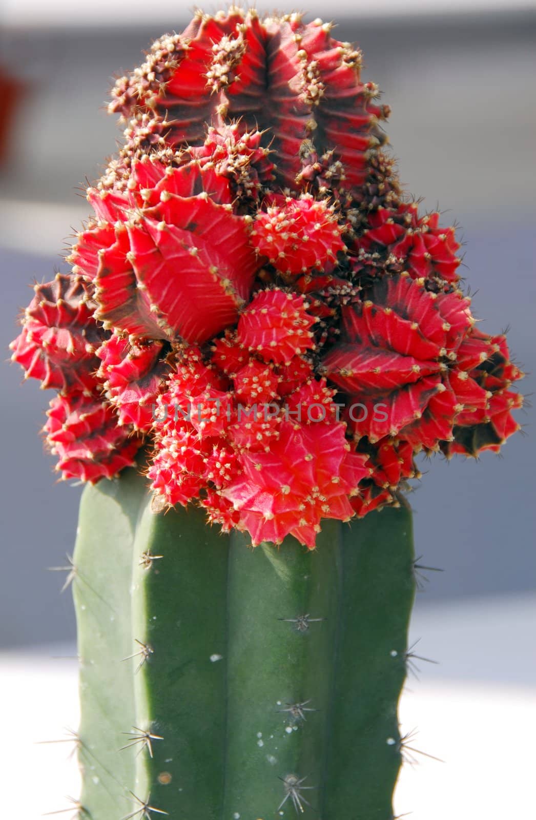 green Cactus plant grafted with red cactus