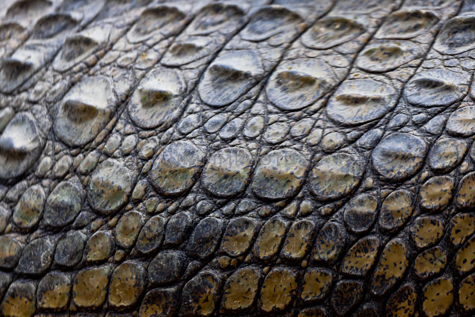 Detail of the skin of a nile crocodile,  Crocodylus niloticus
