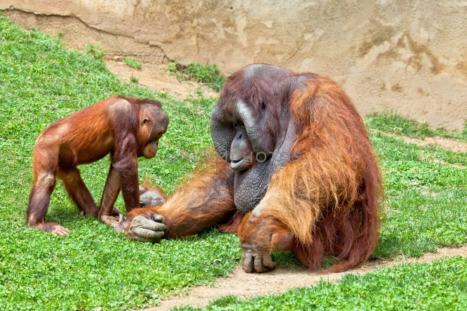 Two beautiful specimen of Orangutan of Borneo, Pongo Pygmaeus