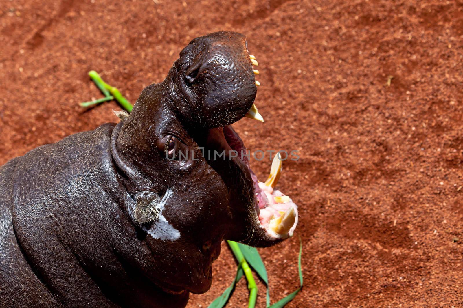 Sympathetic specimen of Hippopotamus pigmy, Hexaprotodon liberiensis