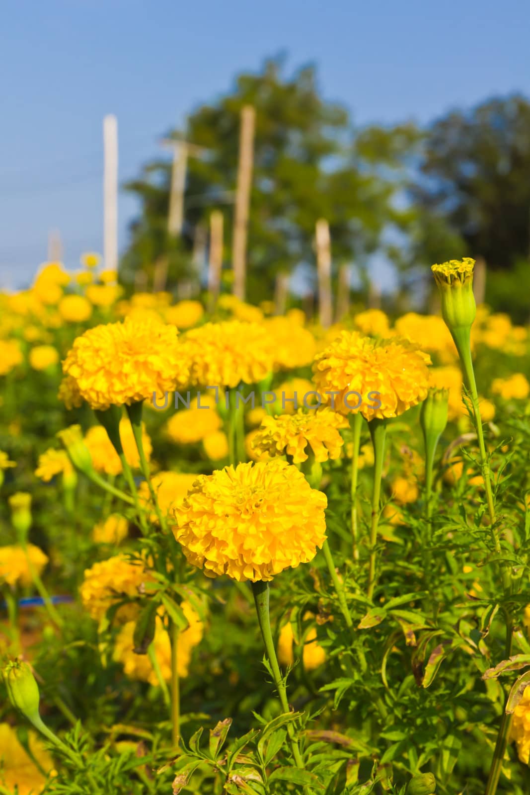 marigold field by stoonn