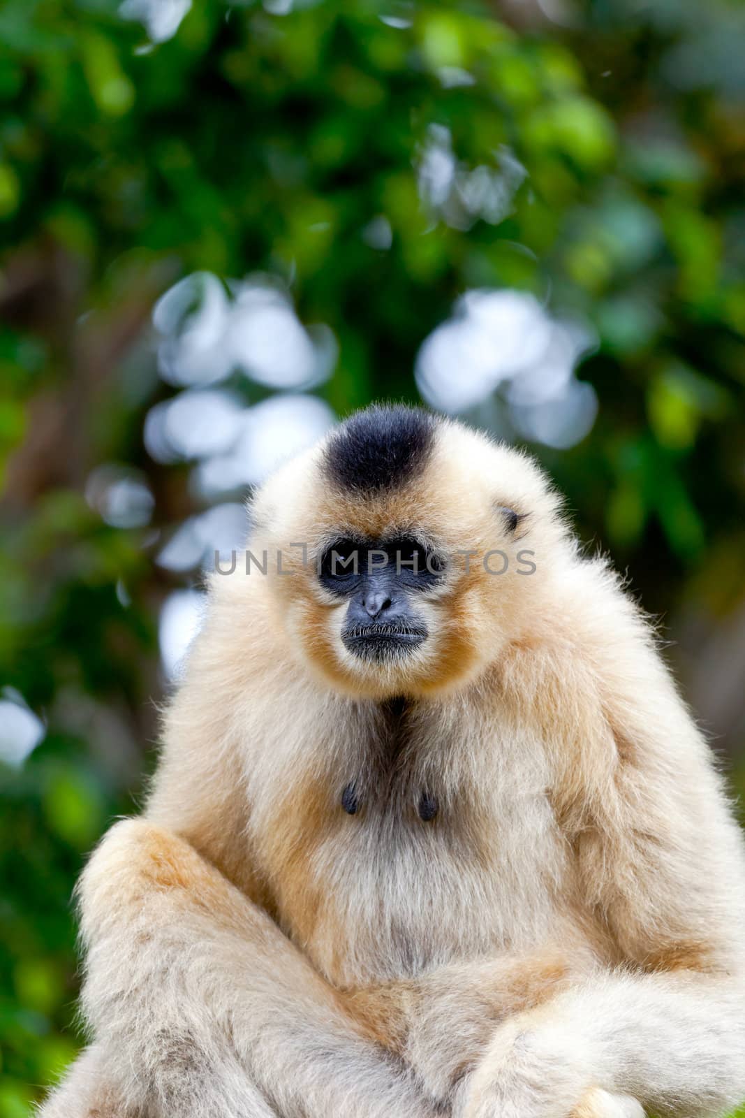 Precious specimen of Gibbon of golden cheeks